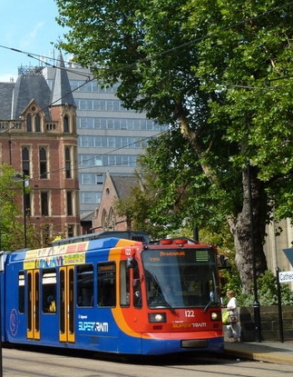 Street tree in Sheffield